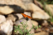 0J6A0275Gulf_Fritillary