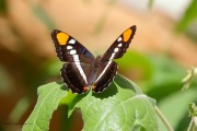 0J6A0321Arizona_Sister_Butterfly