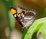 0J6A0345Arizona_Sister_Butterfly