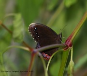 0J6A0382Red-Bordered_Saytr
