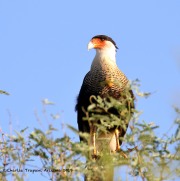 0J6A0455Crested_Caracara