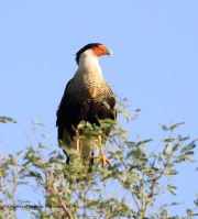 0J6A0464Crested_Caracara