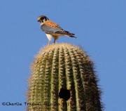 0J6A0487Kestrel