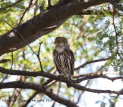 0J6A0514Ferruginous_pygmy_owl