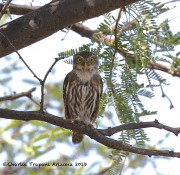 0J6A0522Ferruginous_pygmy_owl