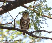 0J6A0526Ferruginous_pygmy_owl