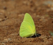 0J6A0568Sulphur