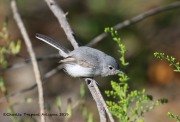 0J6A0637Black-capped_Gnatcatcher