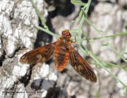 0J6A0709Bee_Fly