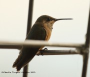0J6A0796Calliope_Hummingbird