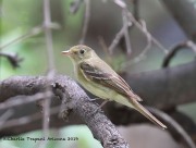 0J6A0903Cordilleran_Flycatcher