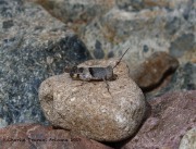 0J6A0960Pallid-winged_Grasshopper
