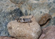 0J6A0961Pallid-winged_Grasshopper