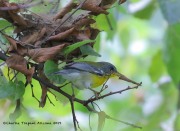 0J6A0975Tropical_Parula_AZ