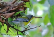 0J6A0977Tropical_Parula_AZ