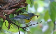 0J6A0979Tropical_Parula_AZ