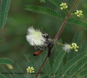 0J6A1002Thread-waisted_Wasp