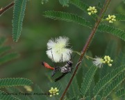 0J6A1010Thread-Waisted_Wasp