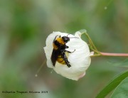 0J6A1054Sonoran_Bumble_Bee