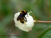 0J6A1056Bumble_Bee