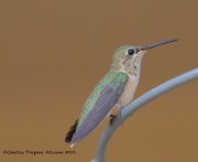 0J6A1088Calliope_Hummingbird_In_Yard