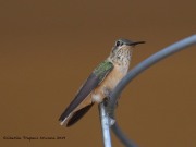 0J6A1092Calliope_Hummingbird_Green_Valley