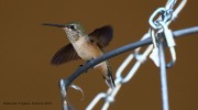 0J6A1105Calliope_Hummingbird_Green_Valley