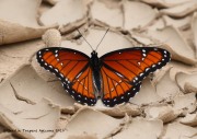 0J6A1202Viceroy