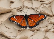 0J6A1207Viceroy