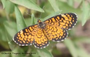 0J6A1227Vesta_Cresent_Butterfly