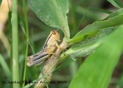0J6A1281Grasshopper