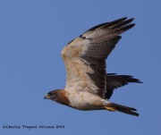 0J6A1313Swainson's_Hawk