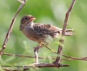 0J6A1321Cassin's_Sparrow