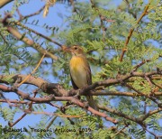 0J6A1372Dickcissel