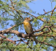 0J6A1377Dickcissel