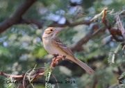 0J6A1416Clay-colored_Sparrow