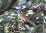 0J6A1417Clay-colored_Sparrow