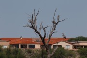 0J6A1425Great_Blue_Heron