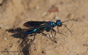 0J6A1434Blue_Mud_Dauber