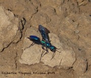 0J6A1475Blue_Mud_Dauber