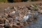 0J6A1529Egrets