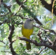 0J6A1623MacGillvray's_Warbler