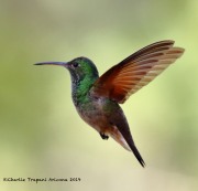 0J6A9751Berylline_hummingbird