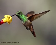 0J6A9781Berylline_Hummingbird