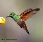 0J6A9803Berylline_Hummingbird
