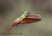 0J6A9879Berylline_Hummingbird