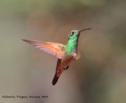 0J6A9912Berylline_Hummingbird