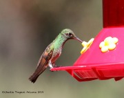 0J6A9921Berylline_Hummingbird