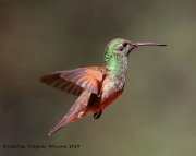 0J6A9937Berylline_Hummingbird