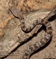 819A2286Lyresnake